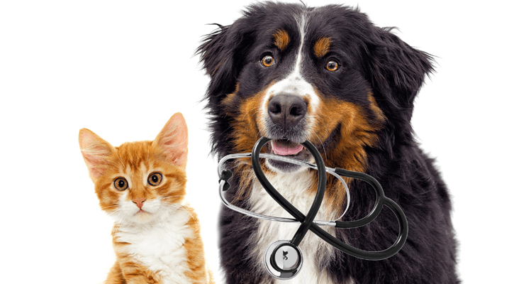 dog and cat posing, dog holding stethoscope in mouth