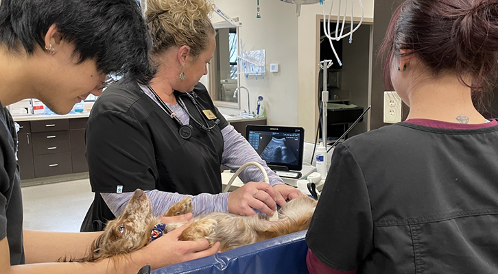 a few vet techs performing an ultrasound on a dog