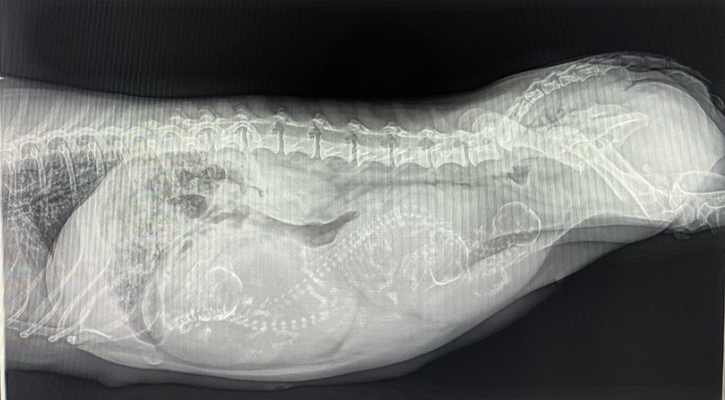 x-ray of a pregnant animal
